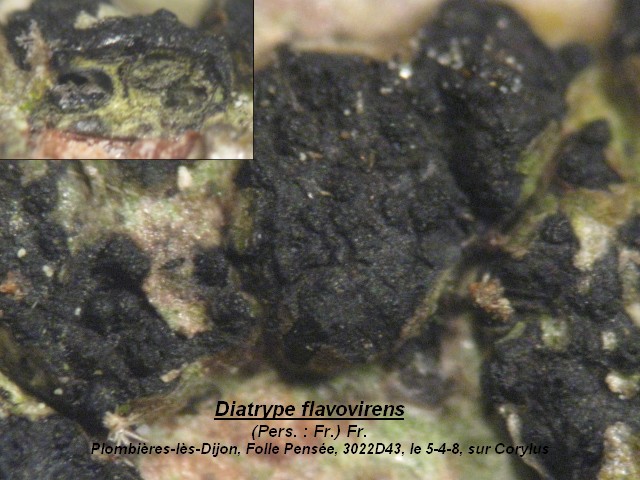 macrostoma