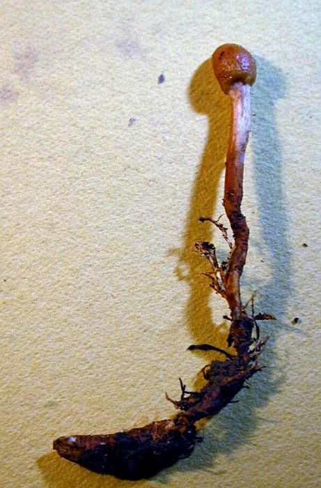 macrostoma