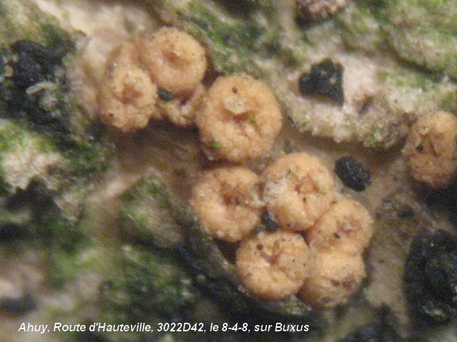 macrostoma