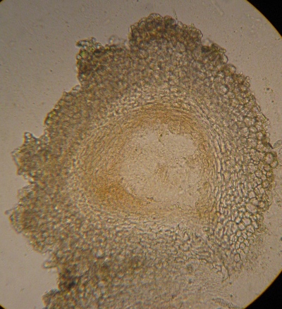 macrostoma