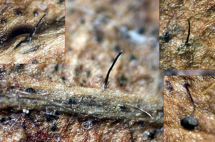macrostoma