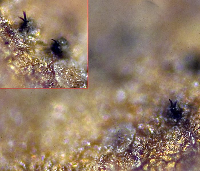 macrostoma