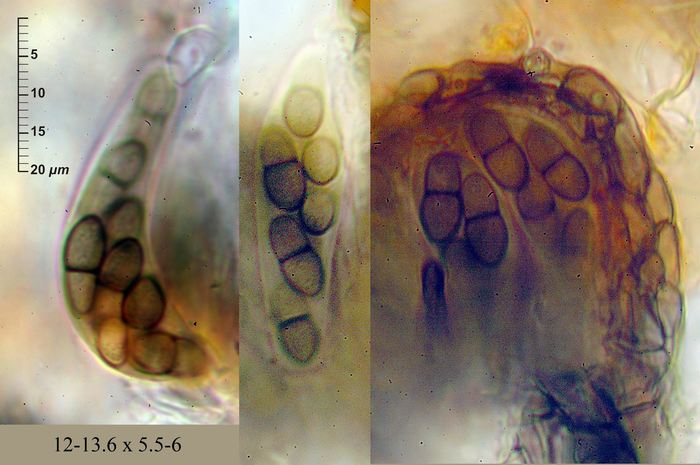 macrostoma