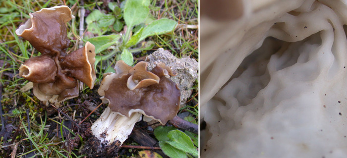 macrostoma