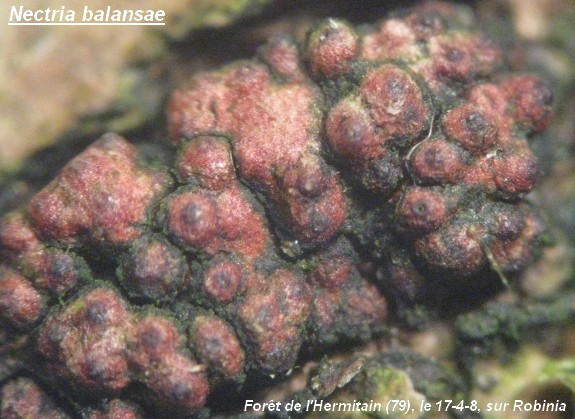 macrostoma