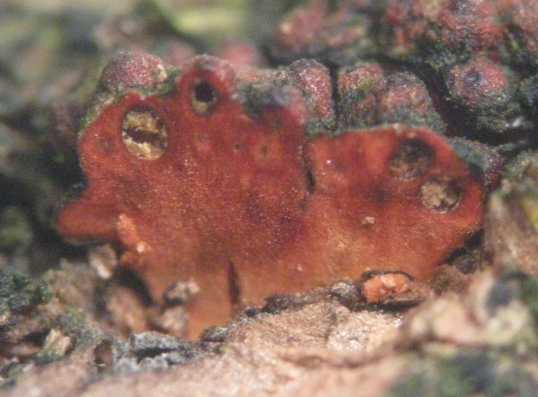 macrostoma
