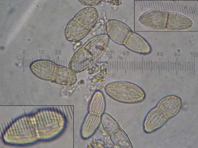 macrostoma
