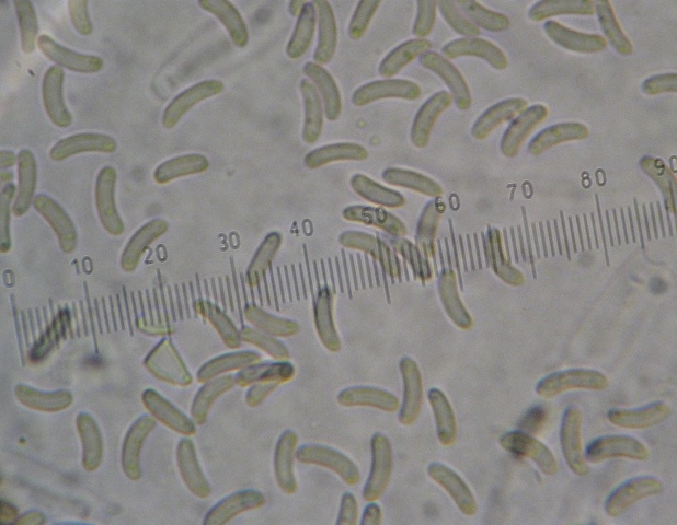 macrostoma