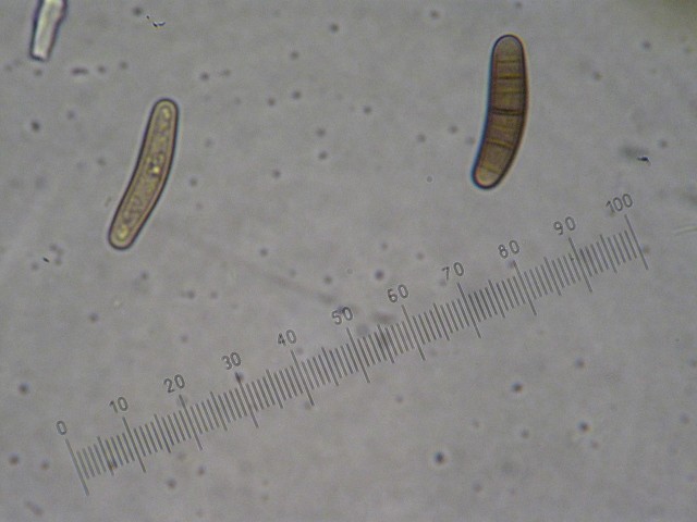 macrostoma