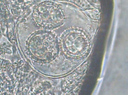 macrostoma