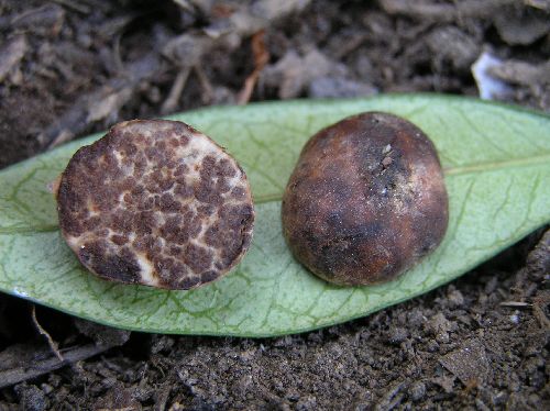 macrostoma