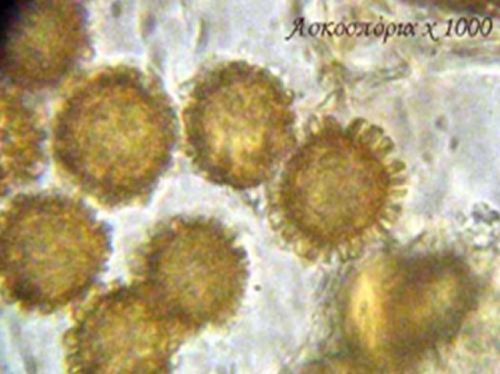 macrostoma