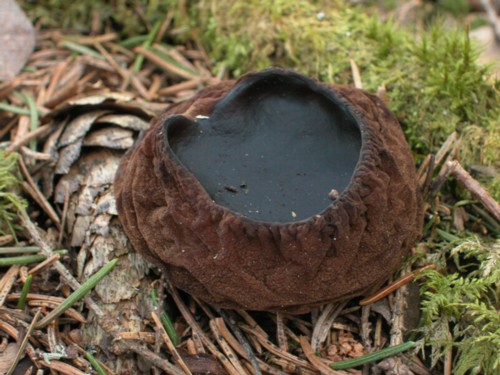 macrostoma