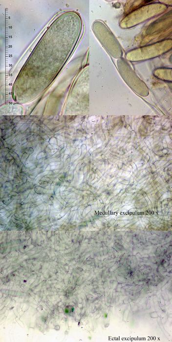 macrostoma