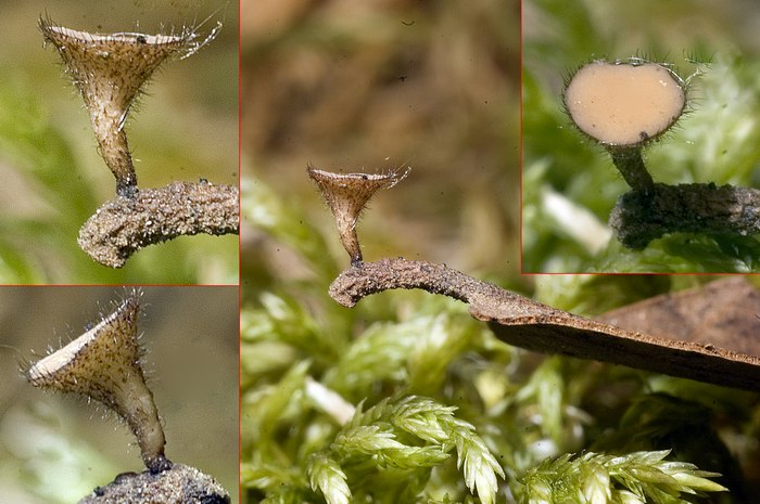 macrostoma