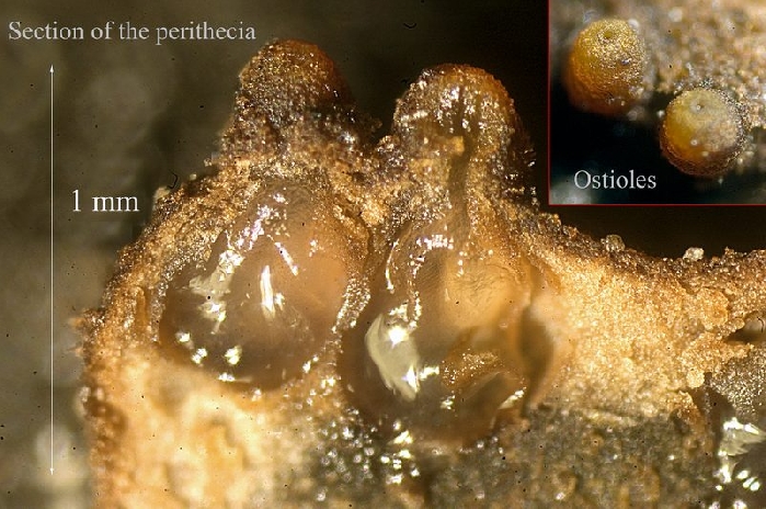 macrostoma