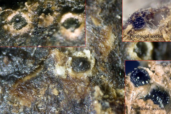 macrostoma