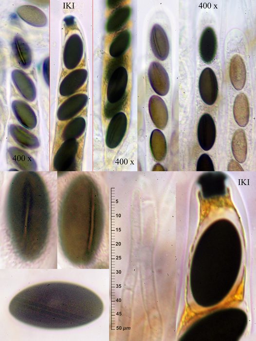 macrostoma