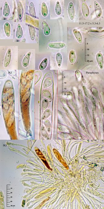 macrostoma