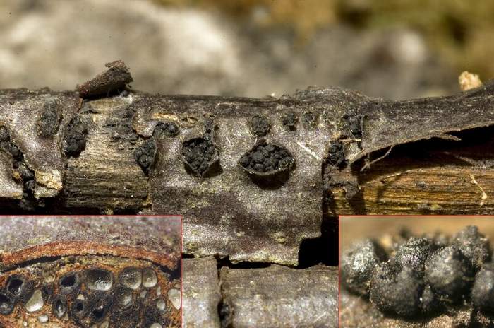 macrostoma
