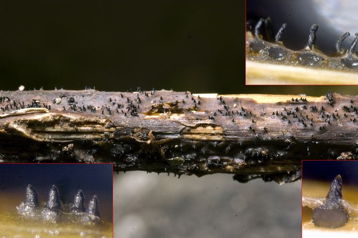 macrostoma