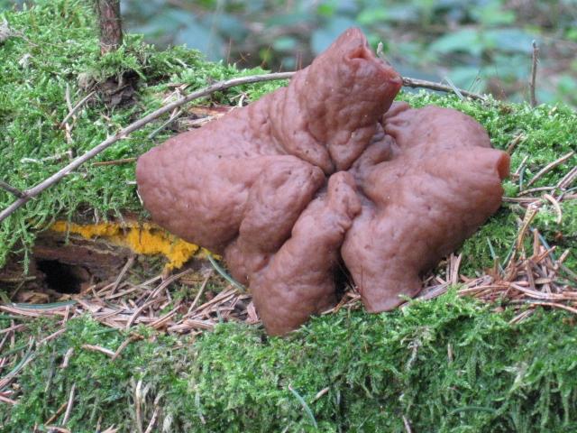 macrostoma