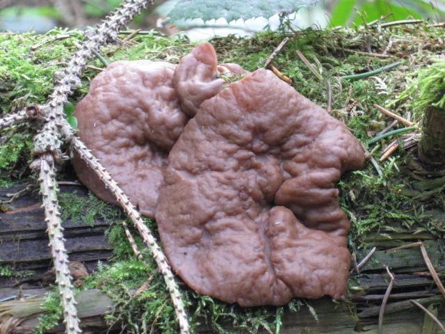 macrostoma