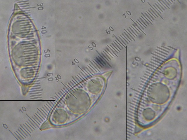 macrostoma