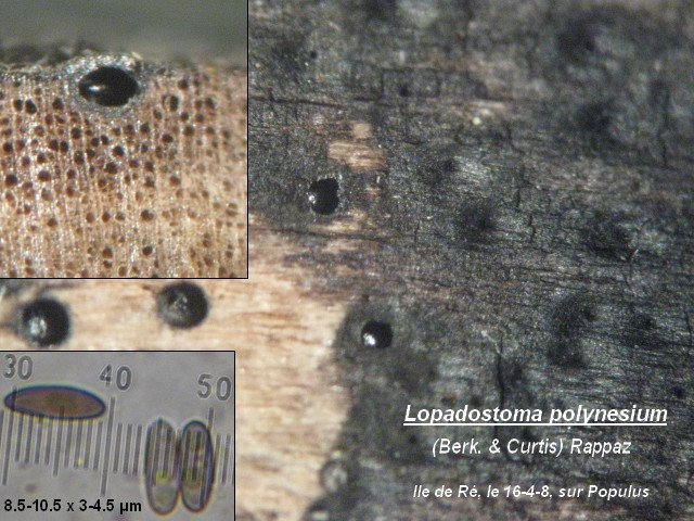 macrostoma