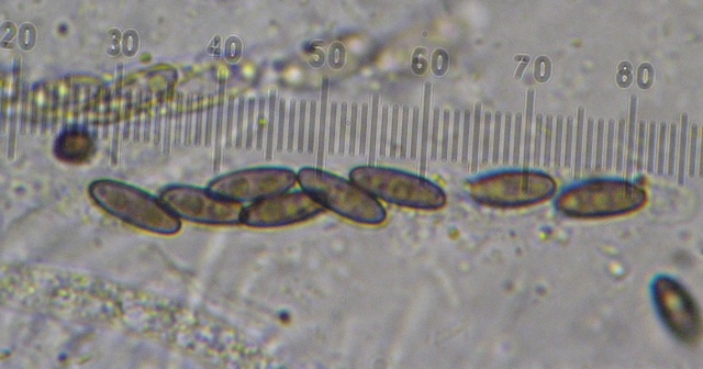 macrostoma