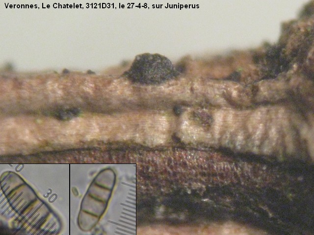 macrostoma