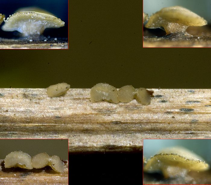 macrostoma