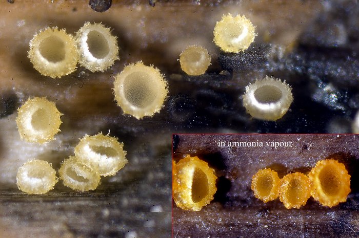 macrostoma
