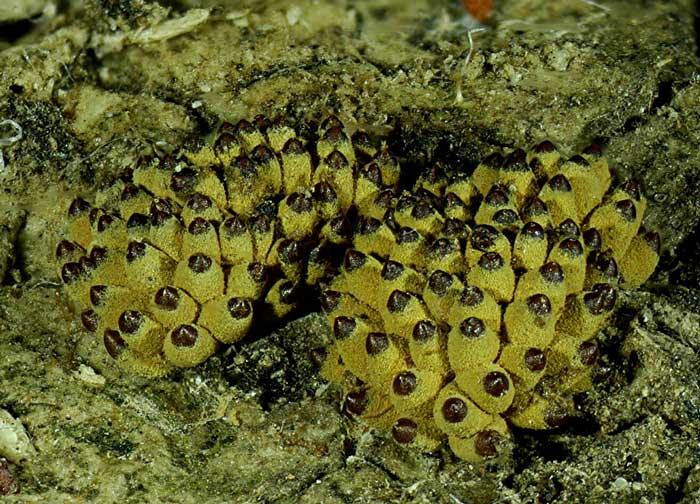 macrostoma