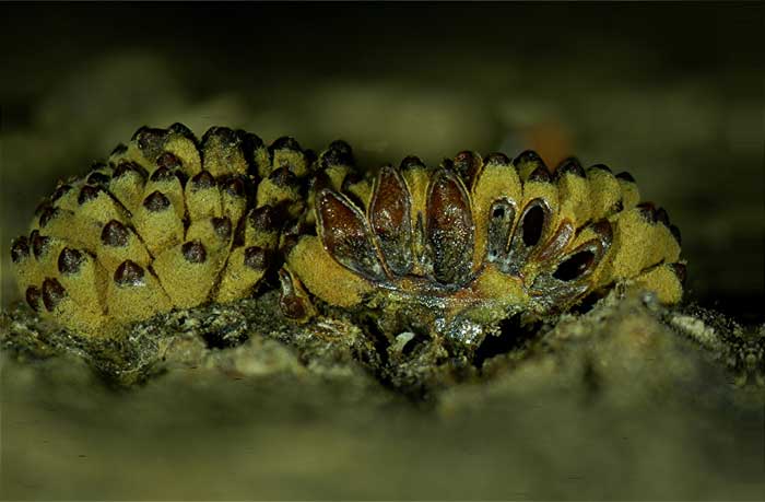 macrostoma