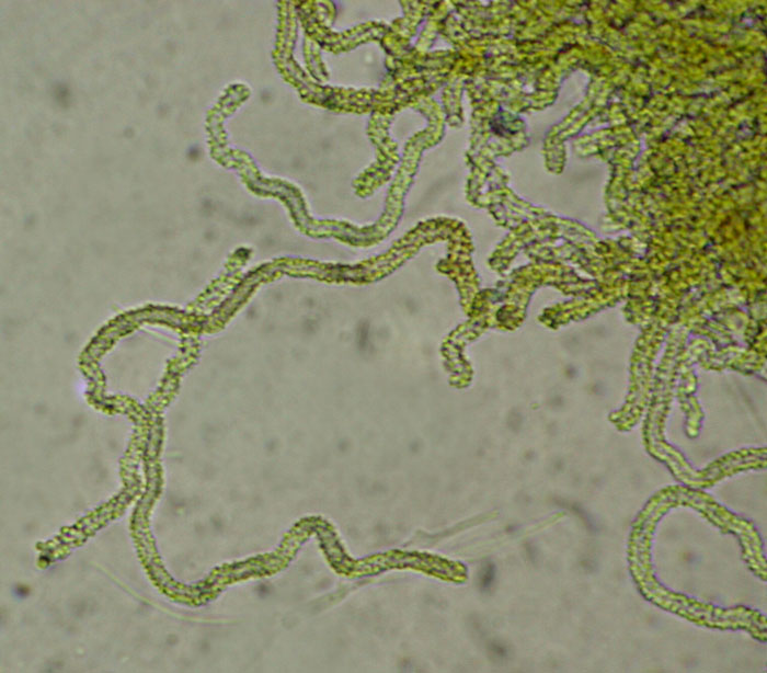 macrostoma