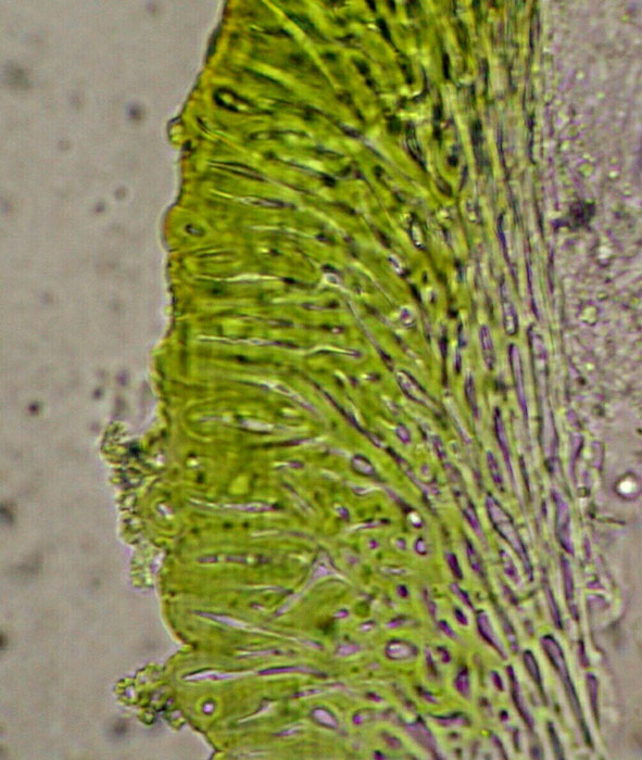 macrostoma