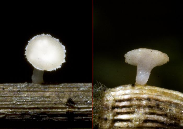 macrostoma