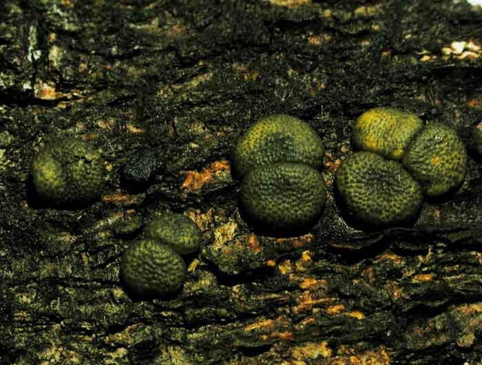 macrostoma