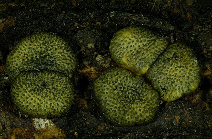 macrostoma