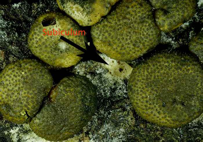 macrostoma