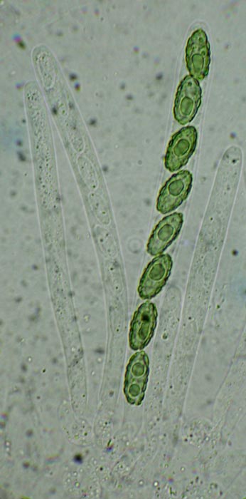 macrostoma