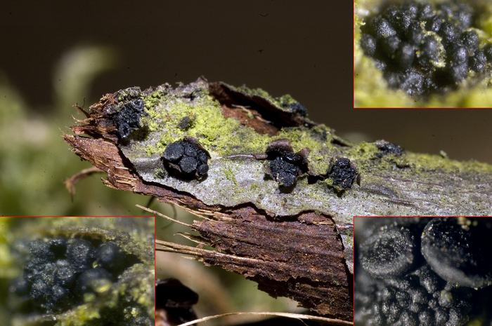 macrostoma