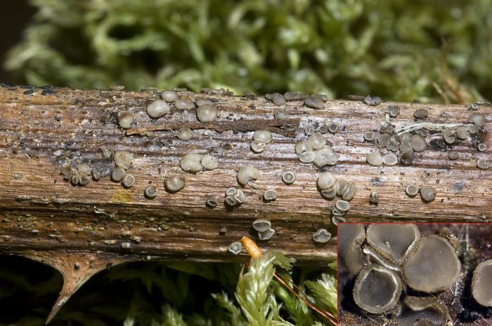 macrostoma