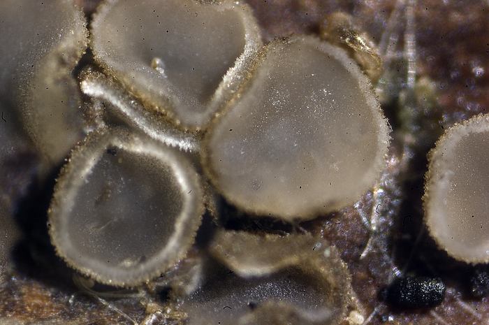 macrostoma