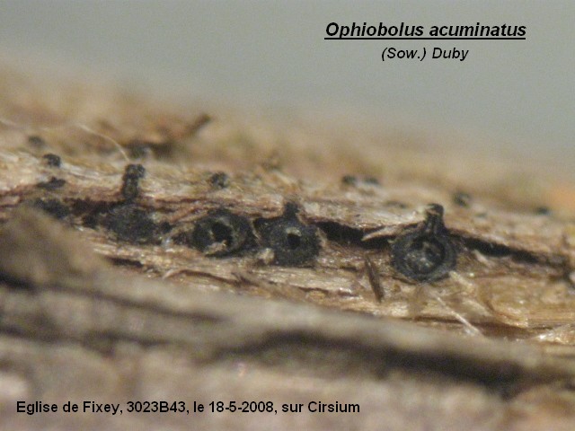 macrostoma