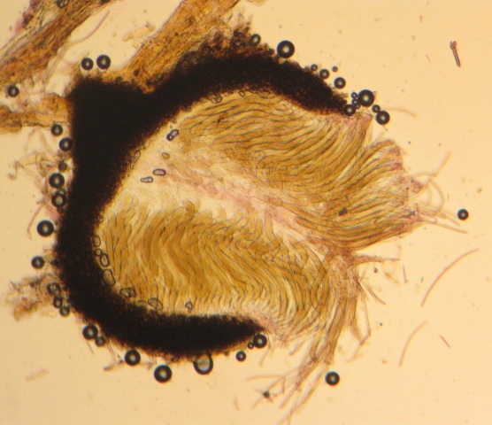 macrostoma