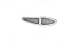 macrostoma