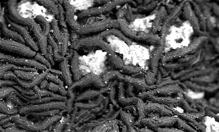 macrostoma