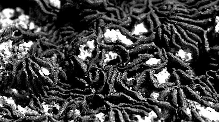 macrostoma